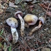 Cortinarius dryosalor - Photo (c) Davide Puddu, some rights reserved (CC BY-NC), uploaded by Davide Puddu