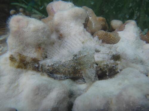Golden scorpionfish (Parascorpaena mossambica) — Scorpaenidae