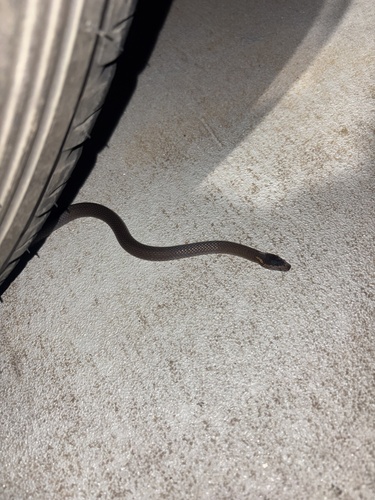 Golden-crowned Snake sighting