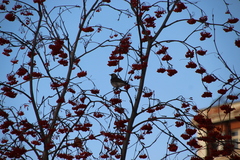 Turdus pilaris