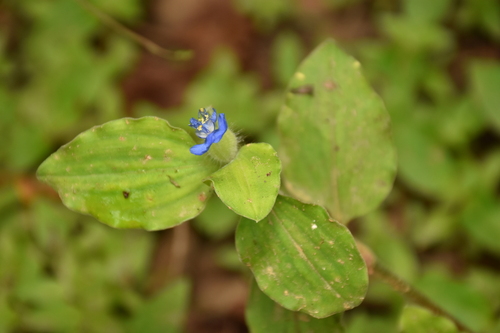 Benghal Dayflower