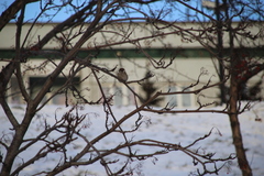 Passer montanus