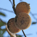 Mealy Oak Gall Wasp - Photo (c) Jenn Drummond, some rights reserved (CC BY-NC)