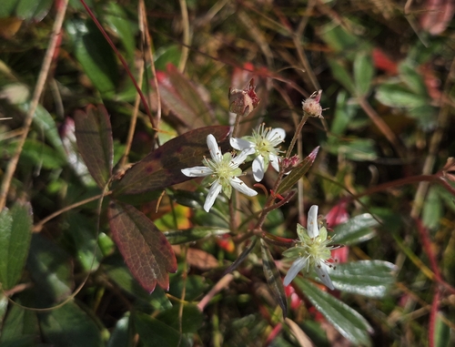 Sibbaldiopsis tridentata iNaturalist observation