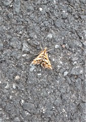 Diasemia grammalis