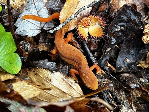 Eastern Newt
