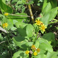 Wollastonia biflora