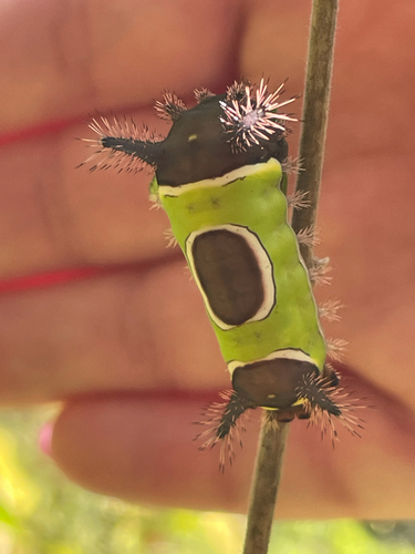 Saddleback caterpillar moth