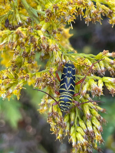 Locust borer