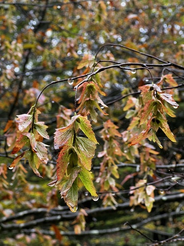 American Hornbeam