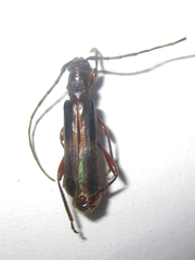 Ossibia fuscata