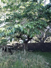 Ulmus glabra camperdownii