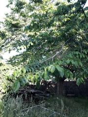 Ulmus glabra camperdownii
