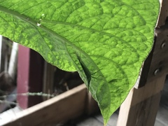 Atractomorpha australis