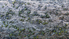 Berkleasmium conglobatum