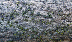 Berkleasmium conglobatum