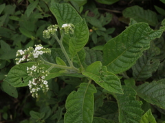 Tournefortia pubescens