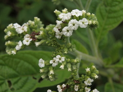 Tournefortia pubescens