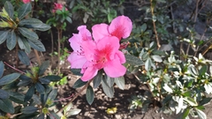 Rhododendron