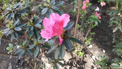 Rhododendron