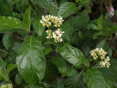 Psychotria rufipes