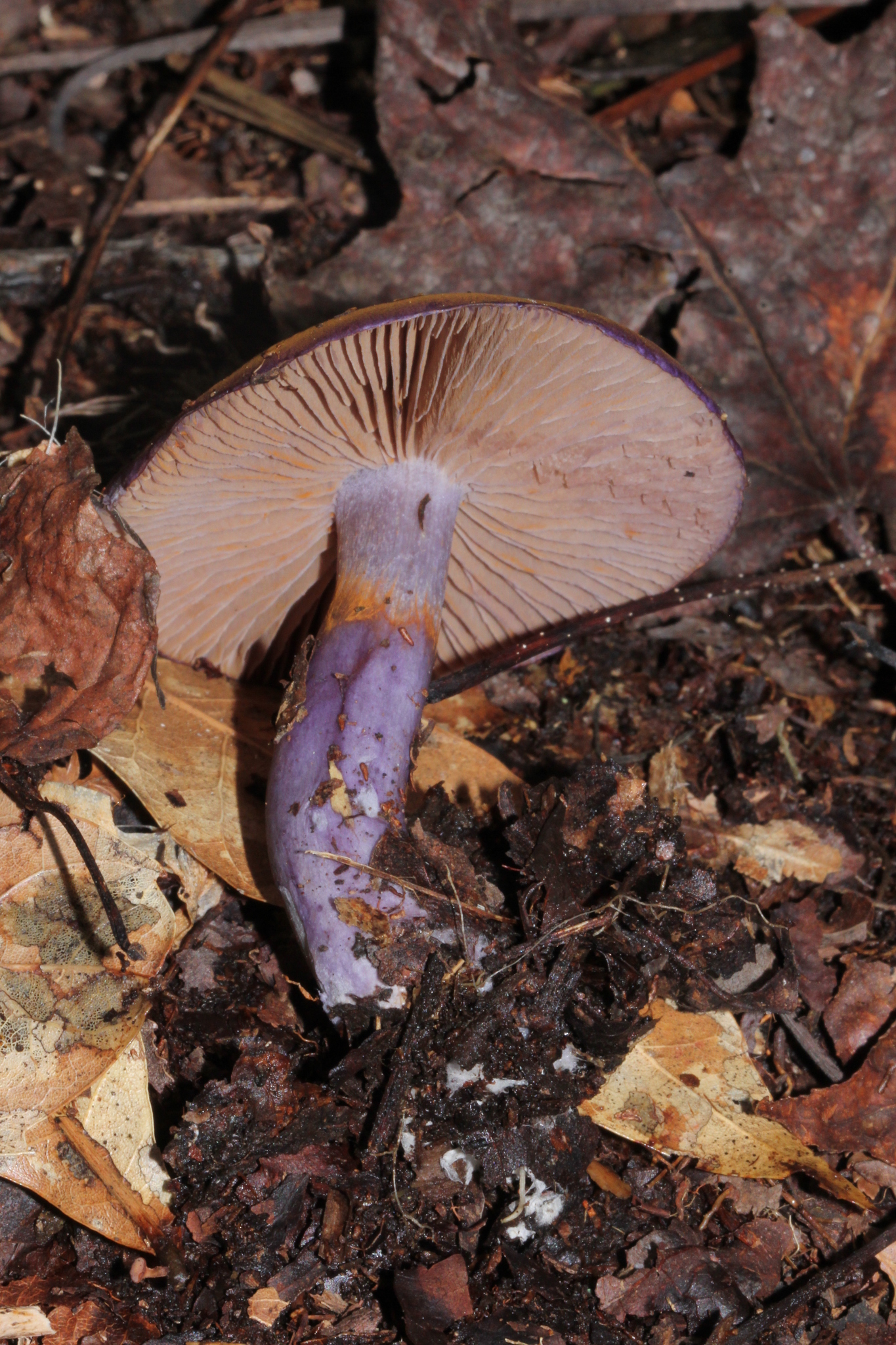 Cortinarius archeri image