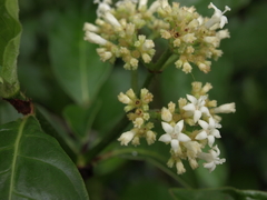 Psychotria rufipes