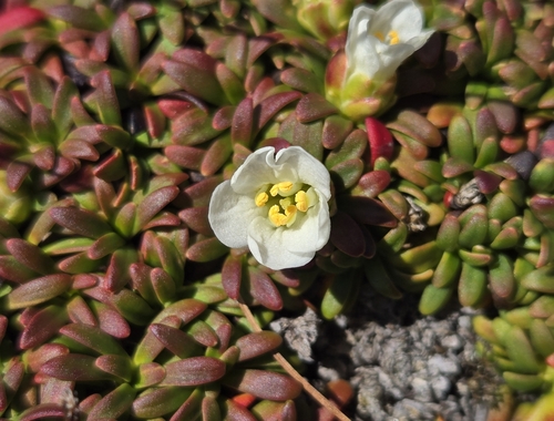 Diapensia lapponica iNaturalist observation