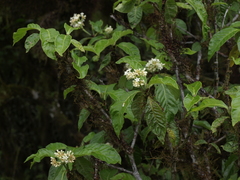 Psychotria rufipes