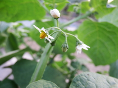 Solanum scabrum