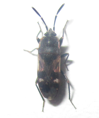 Lanchnophorus singalensis