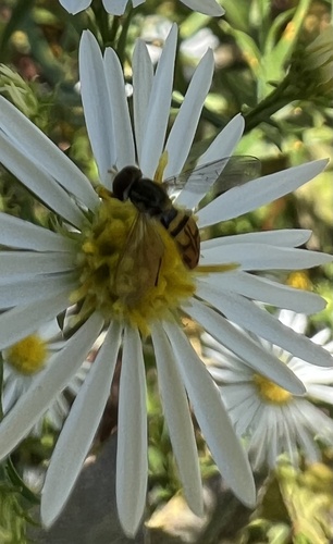 Unknown species found near Lake Park Friends, Milwaukee, WI, US