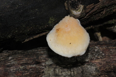 Oligoporus