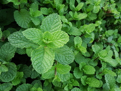 Mentha australis