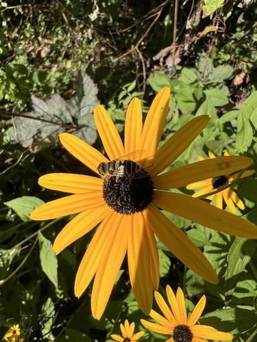 Unknown species found near Lake Park Friends, Milwaukee, WI, US