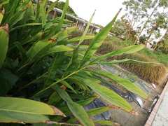 Alpinia nigra