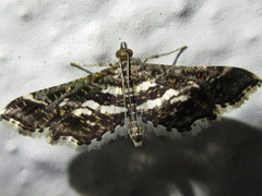 Diasemiopsis ramburialis