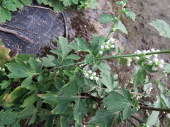 Artemisia lactiflora