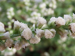 Artemisia lactiflora