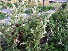 Artemisia lactiflora