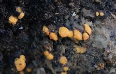 Sphaerosporium lignatile