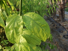 Clinacanthus nutans