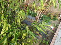 Clinacanthus nutans