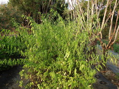 Clinacanthus nutans