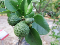Citrus hystrix