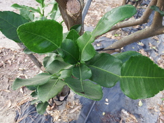Citrus hystrix