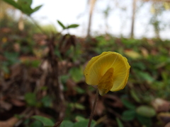 Arachis glabrata