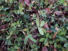 Arachis glabrata