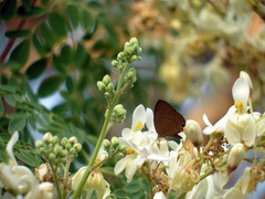 Jamides bochus formosanus