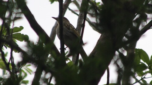 Eastern Nicator (Nicator gularis), photo 6